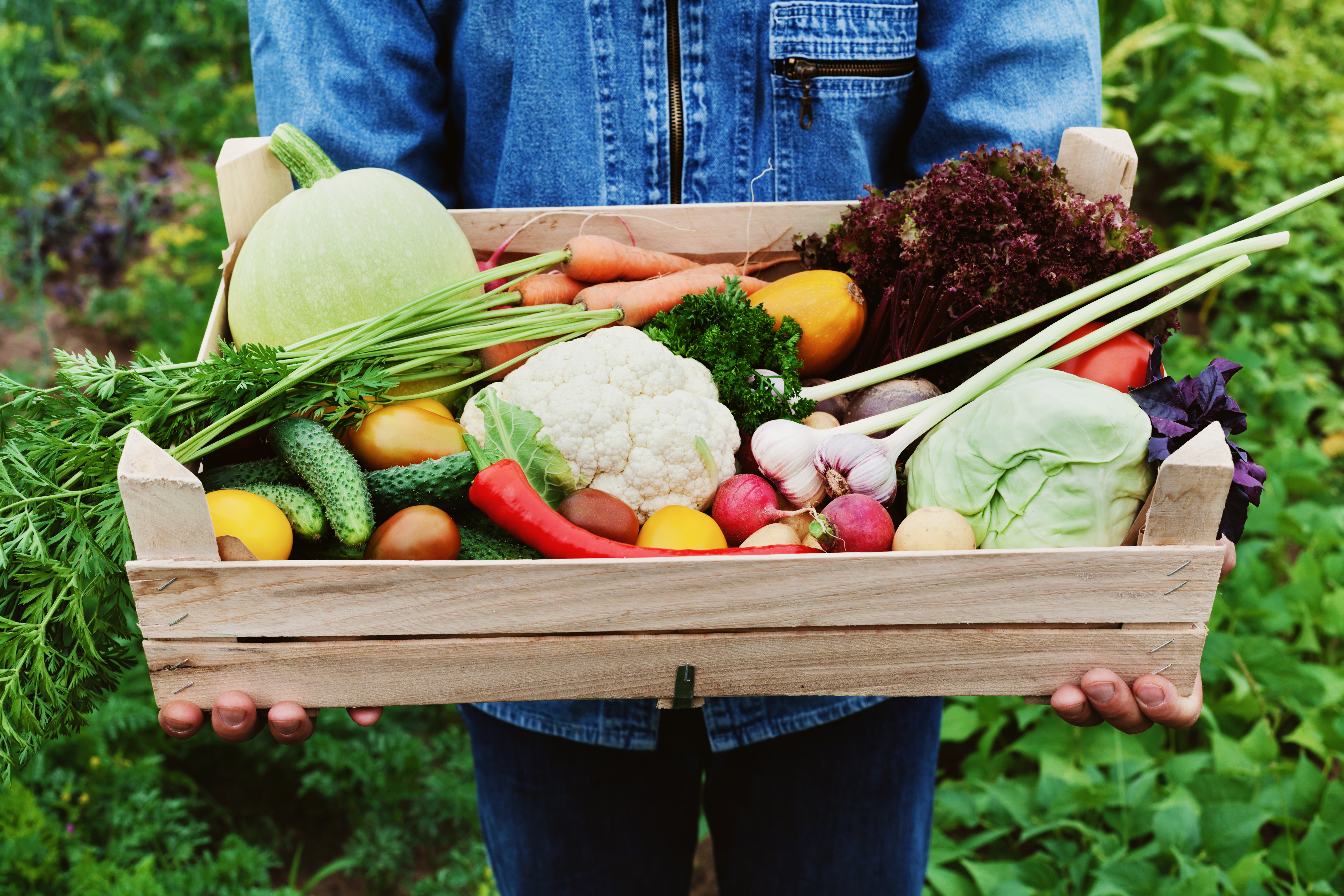 На счет урожая. Овощи в ящике. Сбор овощей. Сельскохозяйственная продукция. Сельскохозяйственные продукты.